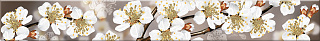 Бордюр Azori Amati "Sakura" 6.2x50.5 Фото 1